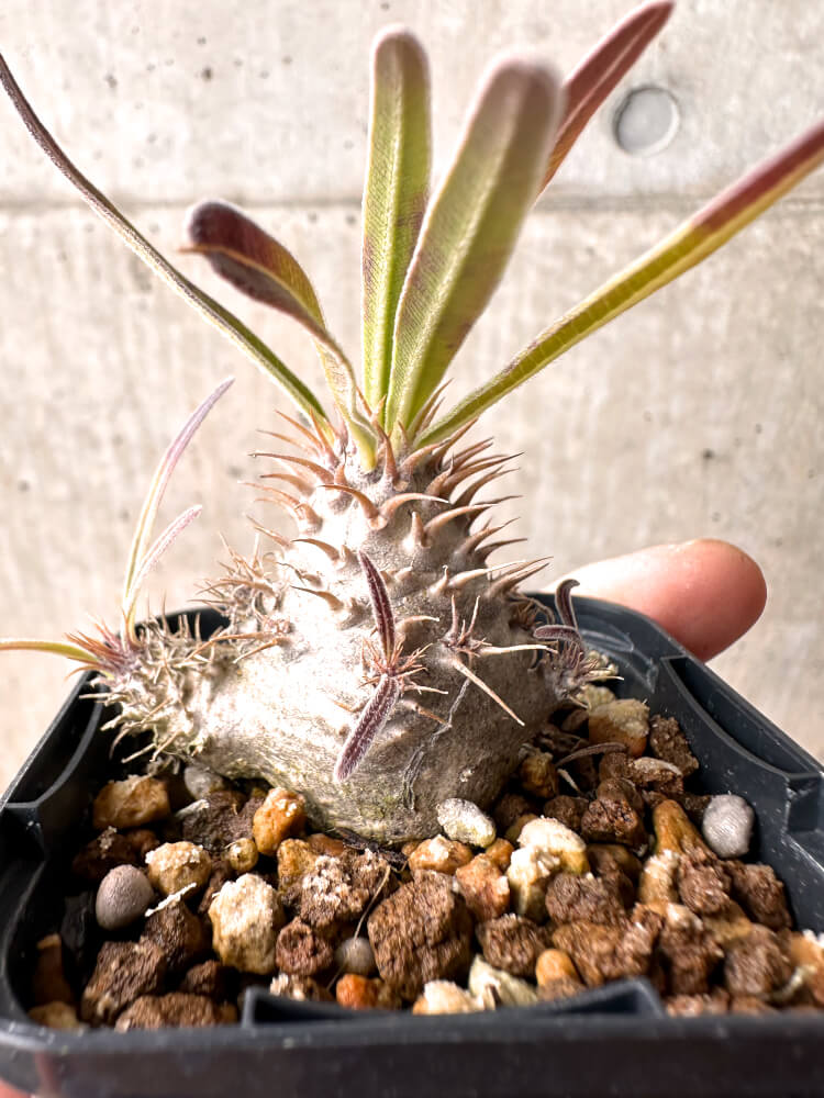 【現品限り】パキポディウム・グラキリス 実生【E8】 Pachypodium gracilius