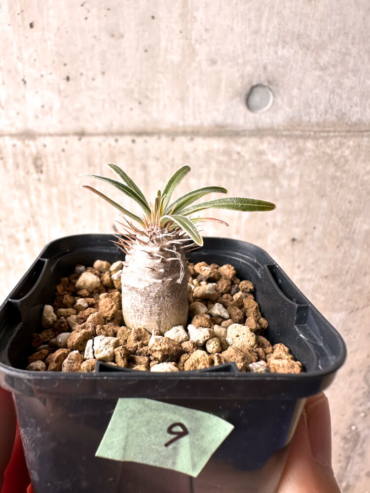 現品限り】パキポディウム・グラキリス 実生【E9】 Pachypodium