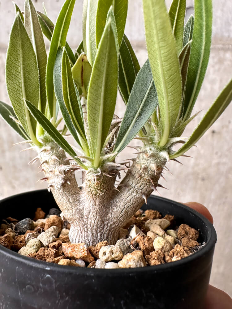 【現品限り】パキポディウム・ホロンベンセ【F13】 Pachypodium horombense