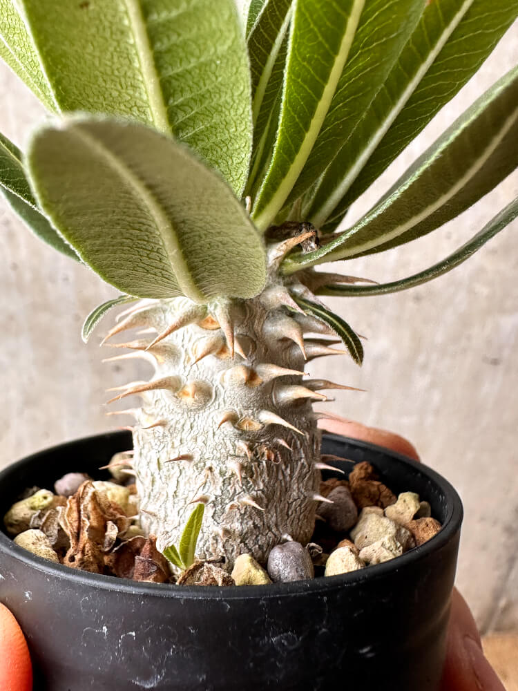【現品限り】パキポディウム・ホロンベンセ【F14】 Pachypodium horombense