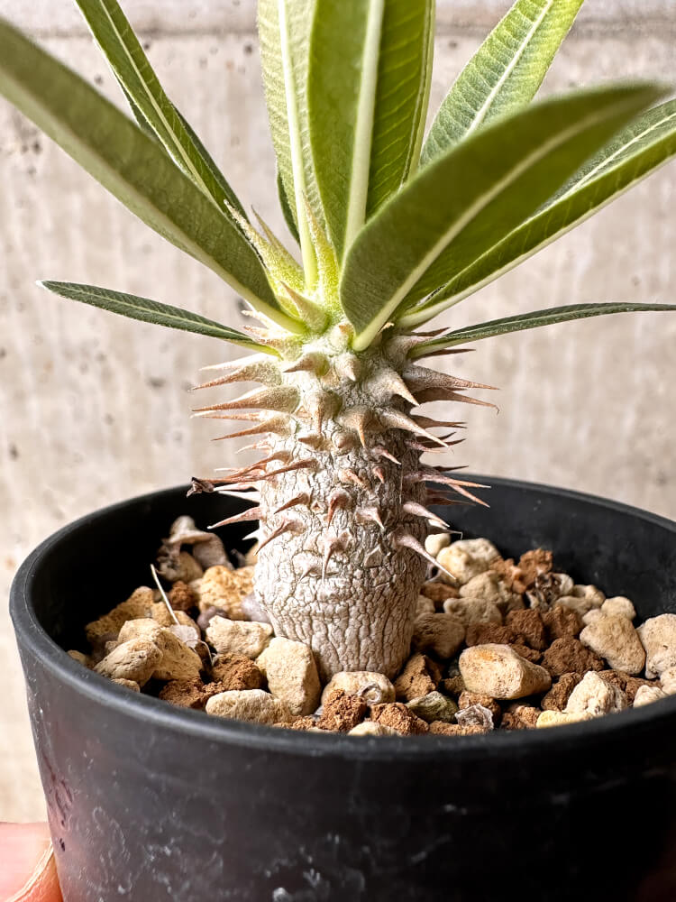 【現品限り】パキポディウム・ホロンベンセ【F15】 Pachypodium horombense