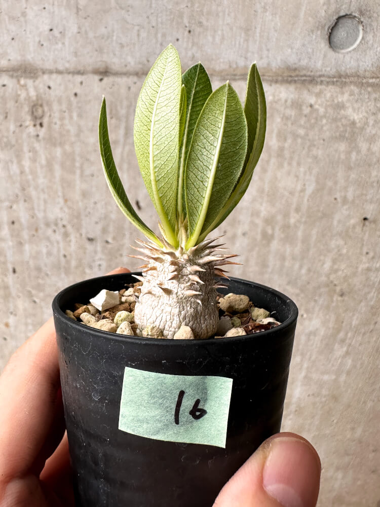 現品限り】パキポディウム・エブレネウム【F16】 Pachypodium eburneum