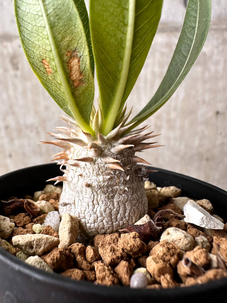 【現品限り】パキポディウム・エブレネウム【F16】 Pachypodium eburneum