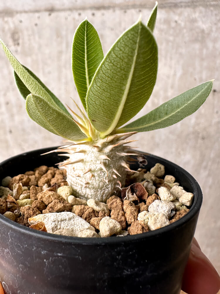 【現品限り】パキポディウム・エブレネウム【F18】 Pachypodium eburneum
