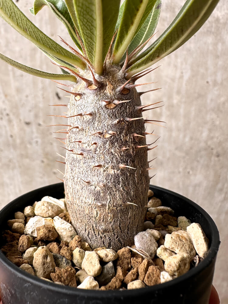 【現品限り】パキポディウム・カクチペス【F1】 Pachypodium cactipes