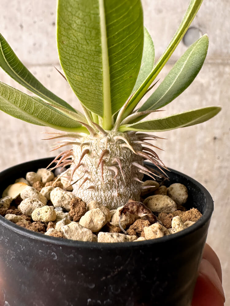 【現品限り】パキポディウム・エブレネウム【F20】 Pachypodium eburneum