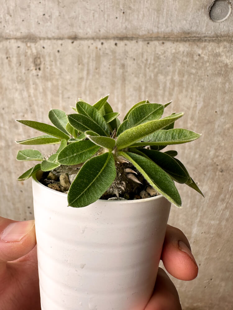 【現品限り】パキポディウム・ブレビカウレ 恵比寿笑い【F22】 Pachypodium brevicaule