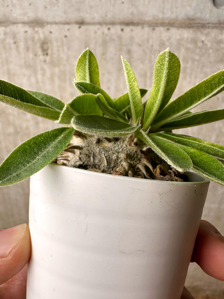 【現品限り】パキポディウム・ブレビカウレ 恵比寿笑い【F23】 Pachypodium brevicaule