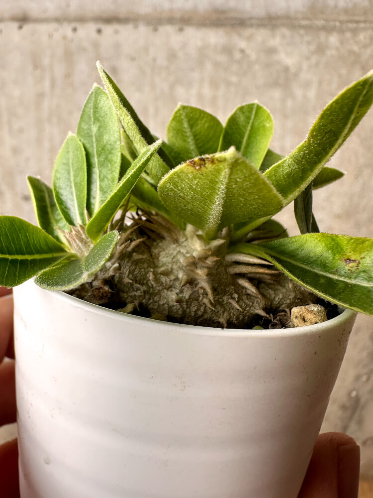 【現品限り】パキポディウム・ブレビカウレ 恵比寿笑い【F24】 Pachypodium brevicaule