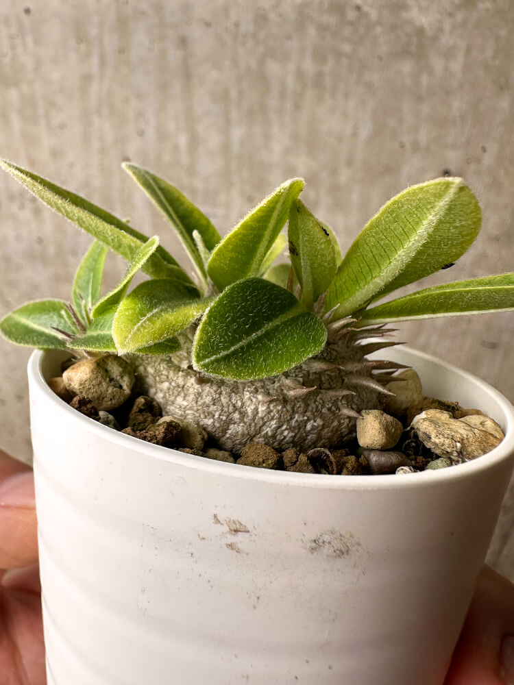 【現品限り】パキポディウム・ブレビカウレ 恵比寿笑い【F25】 Pachypodium brevicaule