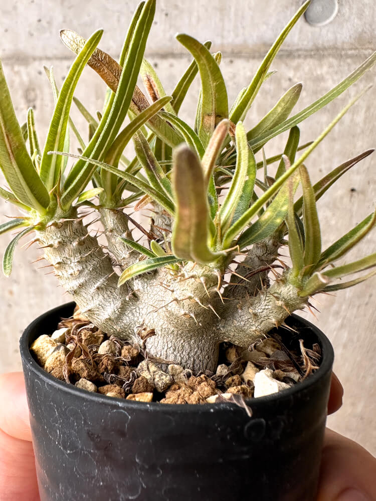 【現品限り】パキポディウム・グラキリス【F26】 Pachypodium gracilius