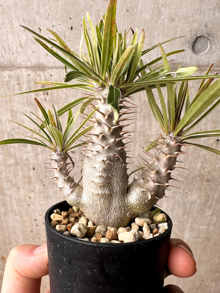 【現品限り】パキポディウム・グラキリス【F27】 Pachypodium gracilius