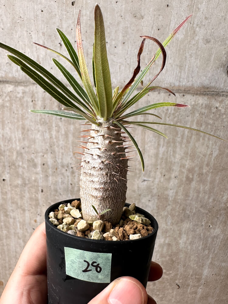 現品限り】パキポディウム・グラキリス【F28】 Pachypodium gracilius