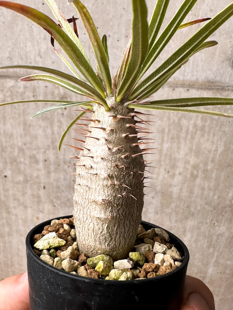 【現品限り】パキポディウム・グラキリス【F28】 Pachypodium gracilius