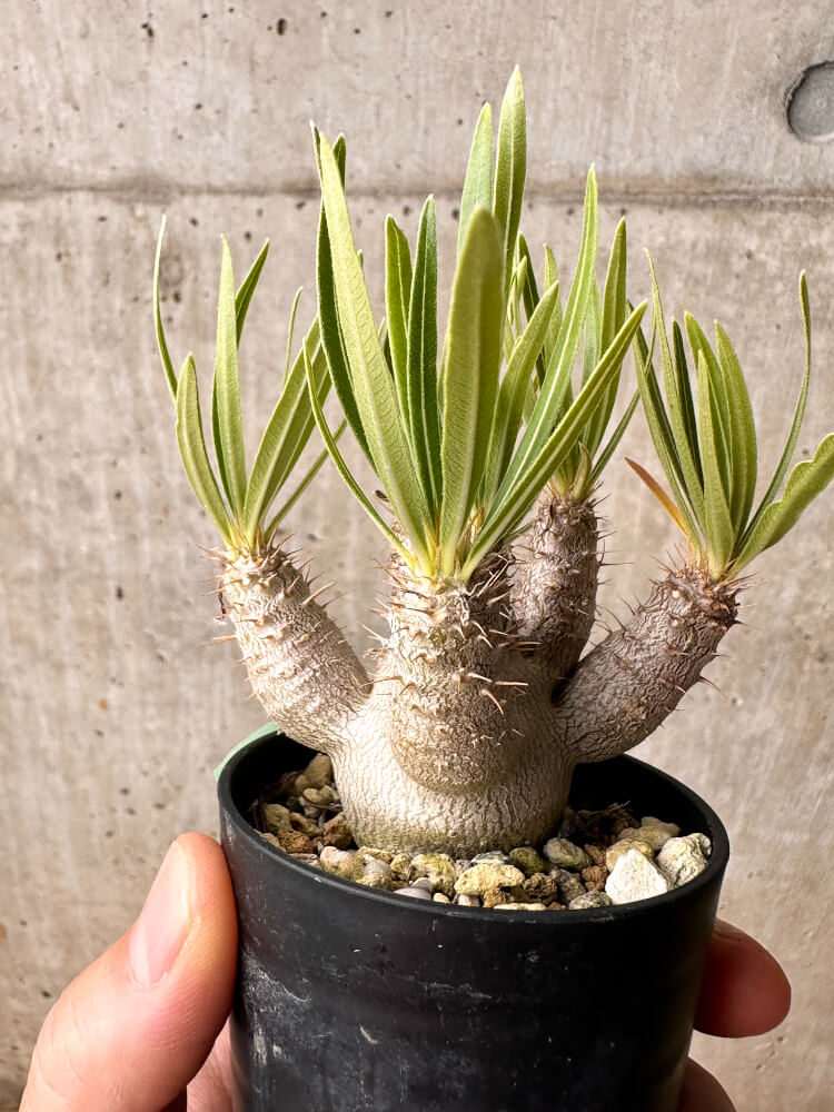 【現品限り】パキポディウム・グラキリス【F29】 Pachypodium gracilius