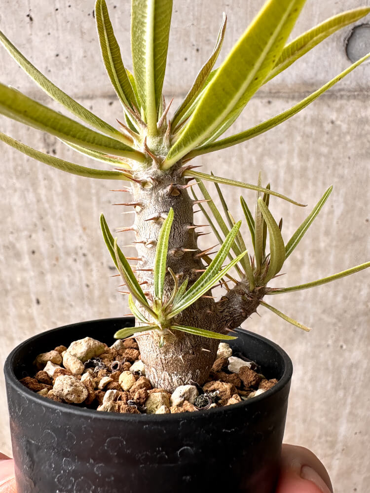 【現品限り】パキポディウム・カクチペス【F2】 Pachypodium cactipes