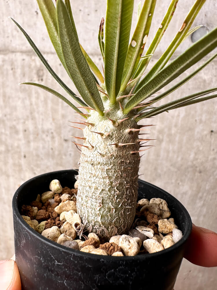 【現品限り】パキポディウム・グラキリス【F30】 Pachypodium gracilius