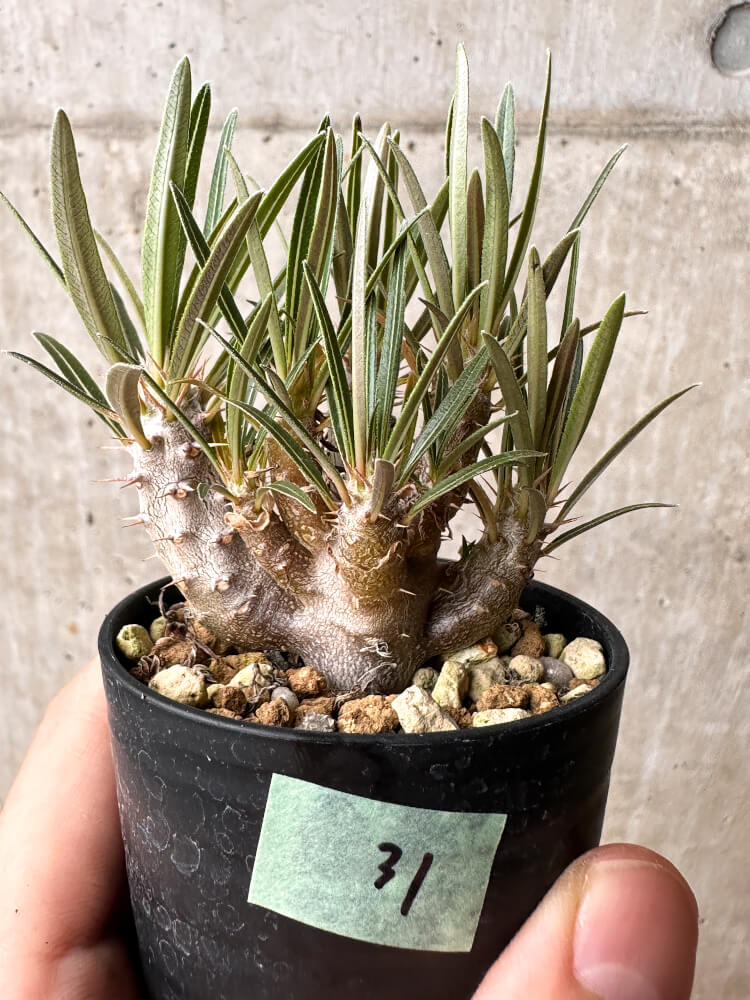 Y/N17　（本日限定）パキポディウム グラキリ 現品限り】パキポディウム・グラキリス【F31】 Pachypodium gracilius
