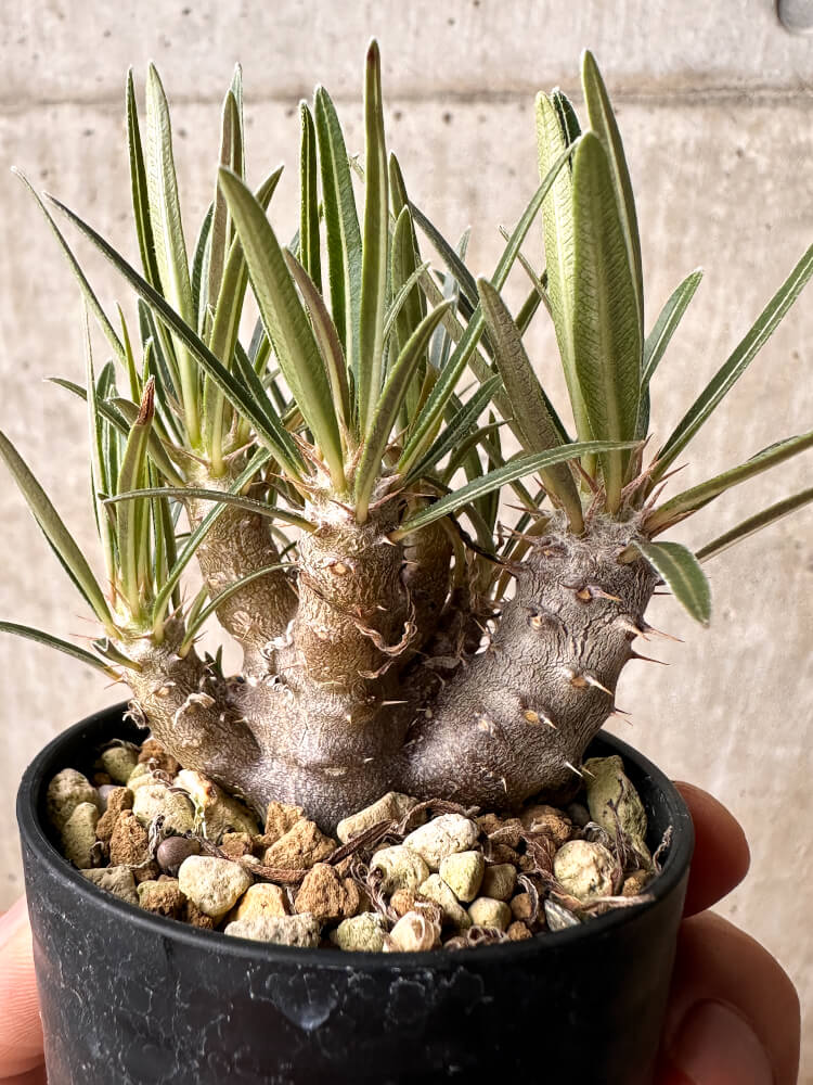 【現品限り】パキポディウム・グラキリス【F31】 Pachypodium gracilius