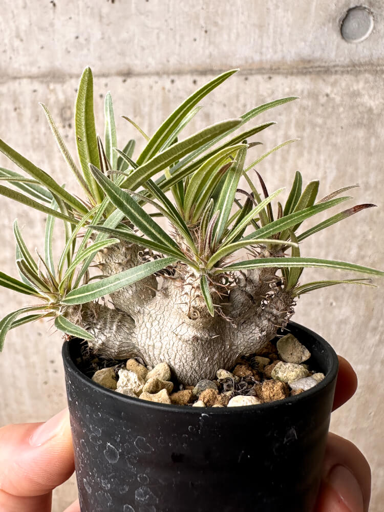【現品限り】パキポディウム・グラキリス【F32】 Pachypodium gracilius