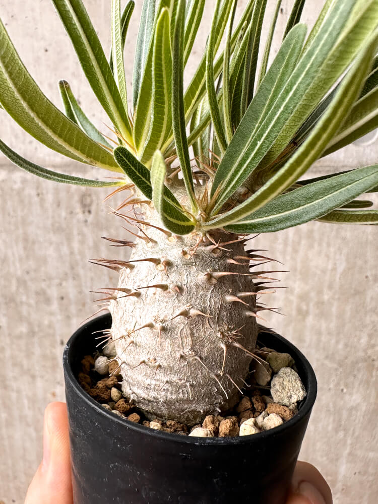 【現品限り】パキポディウム・グラキリス【F33】 Pachypodium gracilius