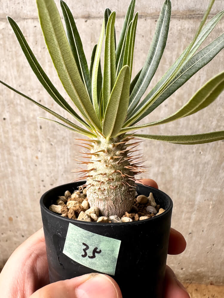 現品限り】パキポディウム・グラキリス【F35】 Pachypodium gracilius