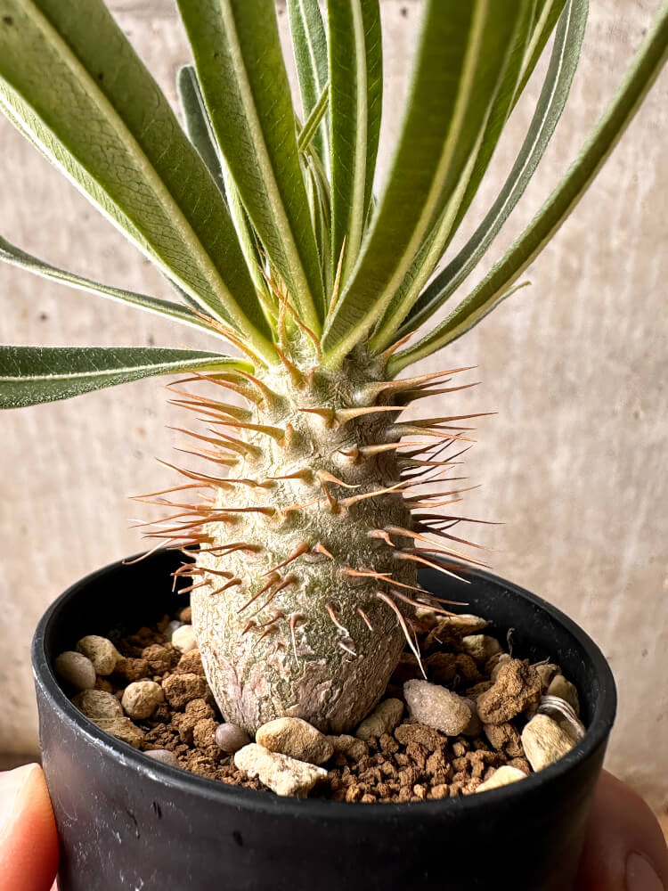 【現品限り】パキポディウム・グラキリス【F35】 Pachypodium gracilius