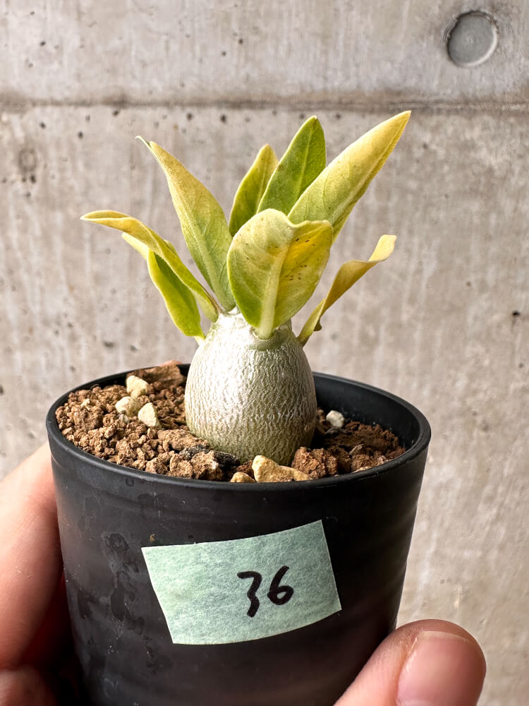 現品限り】パキポディウム・レアリー【F36】 Pachypodium lealii 塊根