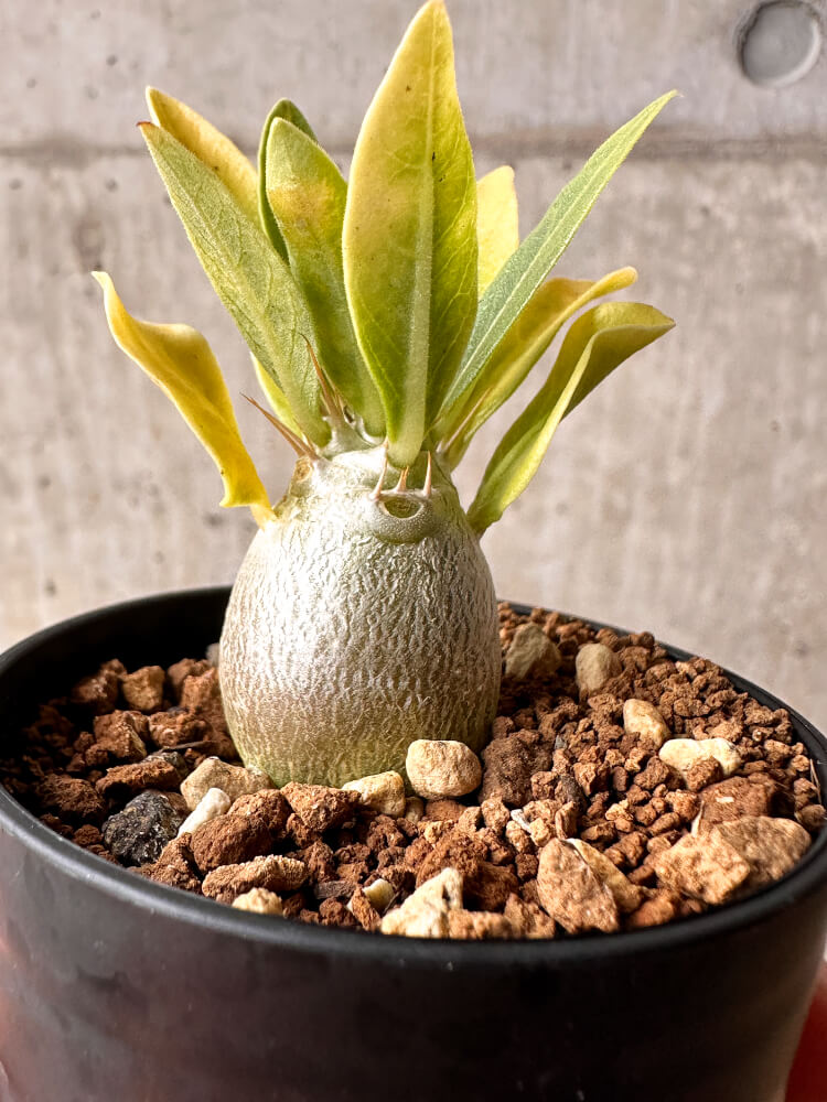 【現品限り】パキポディウム・レアリー【F36】 Pachypodium lealii