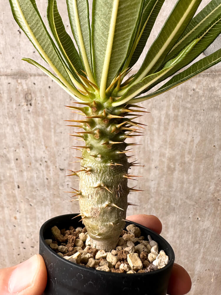 【現品限り】パキポディウム・アンボンゲンセ【F38】 Pachypodium ambongense