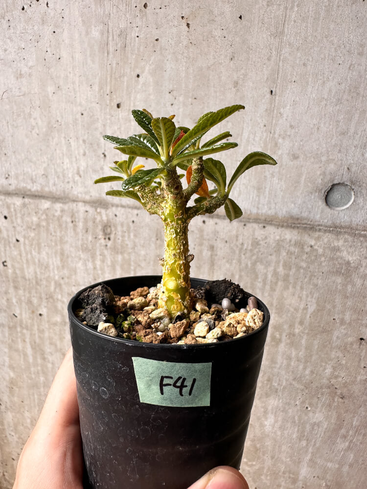 現品限り】ドルステニア・ギガス 実生【F41】 Dorstenia gigas 塊根