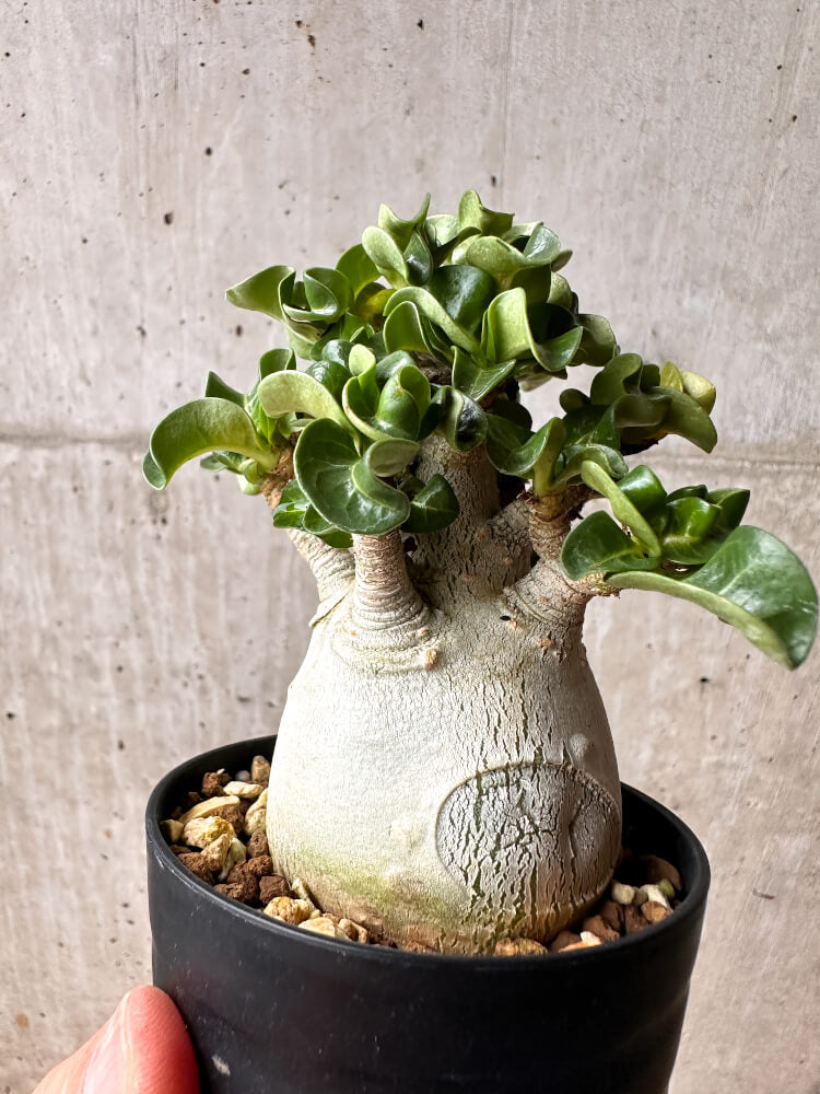 【現品限り】アデニウム・DHA コレクション 大株 葉巻【F45】 Adenium DHA