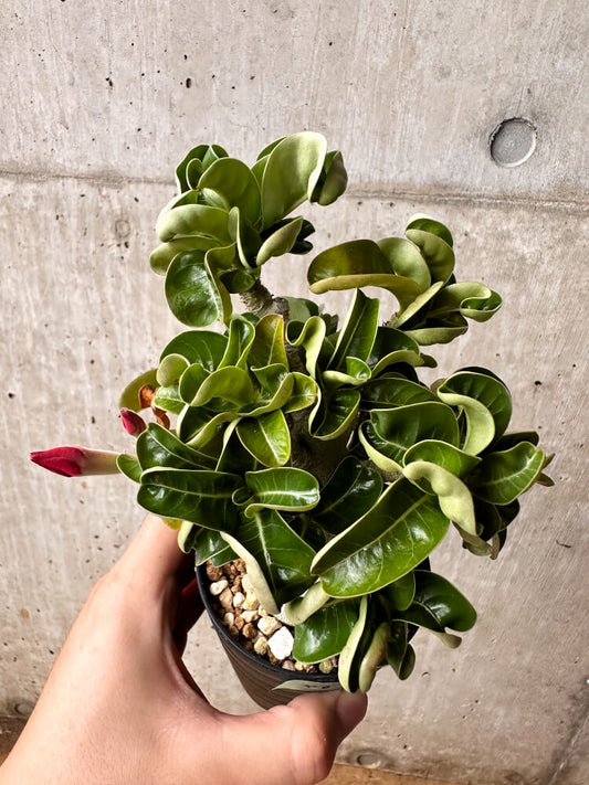 【現品限り】アデニウム・DHA 大株 葉巻【F46】 Adenium DHA