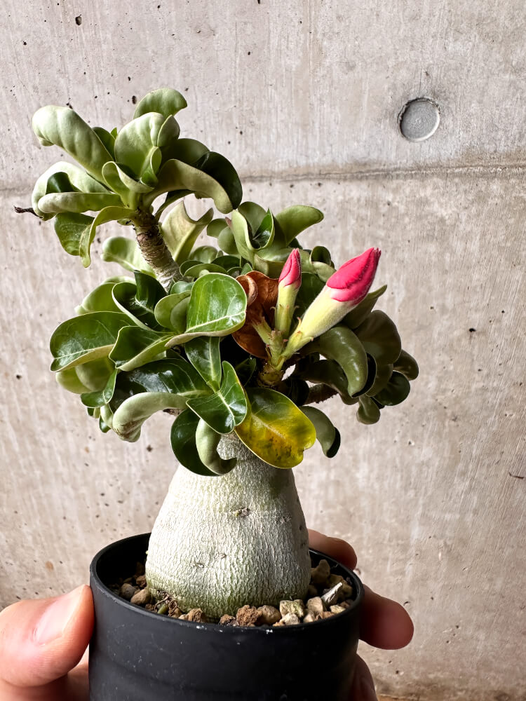 【現品限り】アデニウム・DHA 大株 葉巻【F46】 Adenium DHA