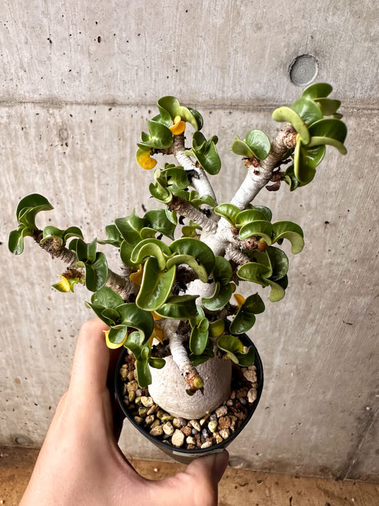 【現品限り】アデニウム・DHA 大株 葉巻【F47】 Adenium DHA