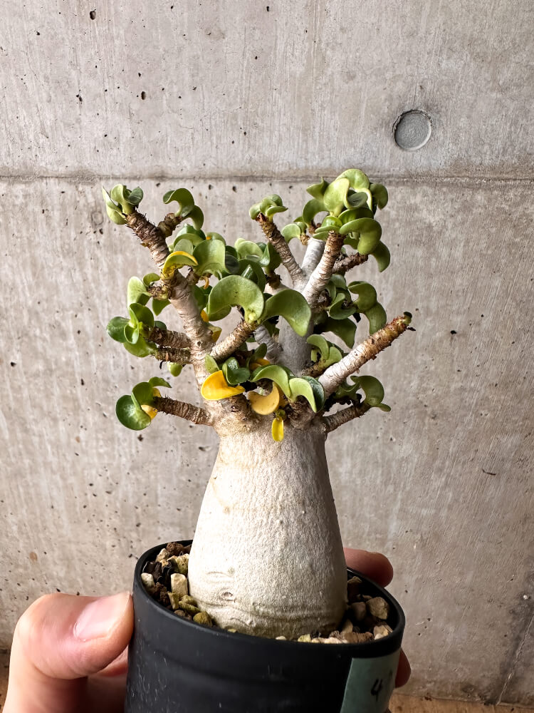 【現品限り】アデニウム・DHA 大株 葉巻【F47】 Adenium DHA