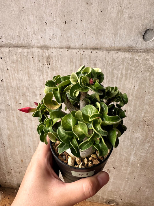 【現品限り】アデニウム・DHA 大株 葉巻【F48】 Adenium DHA