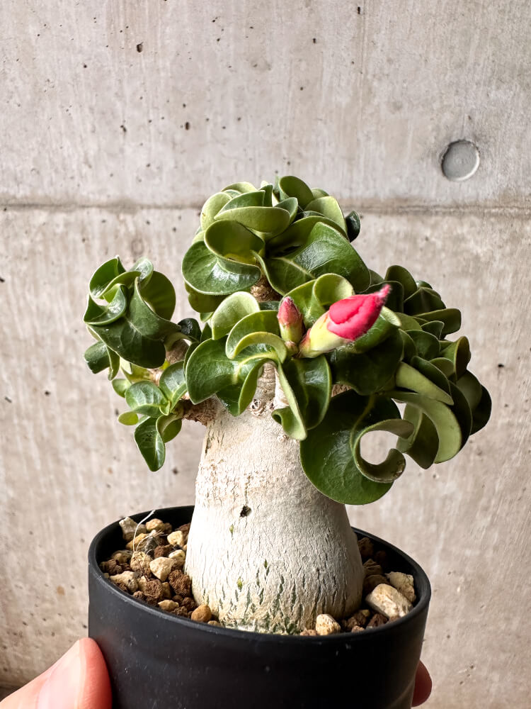 【現品限り】アデニウム・DHA 大株 葉巻【F48】 Adenium DHA