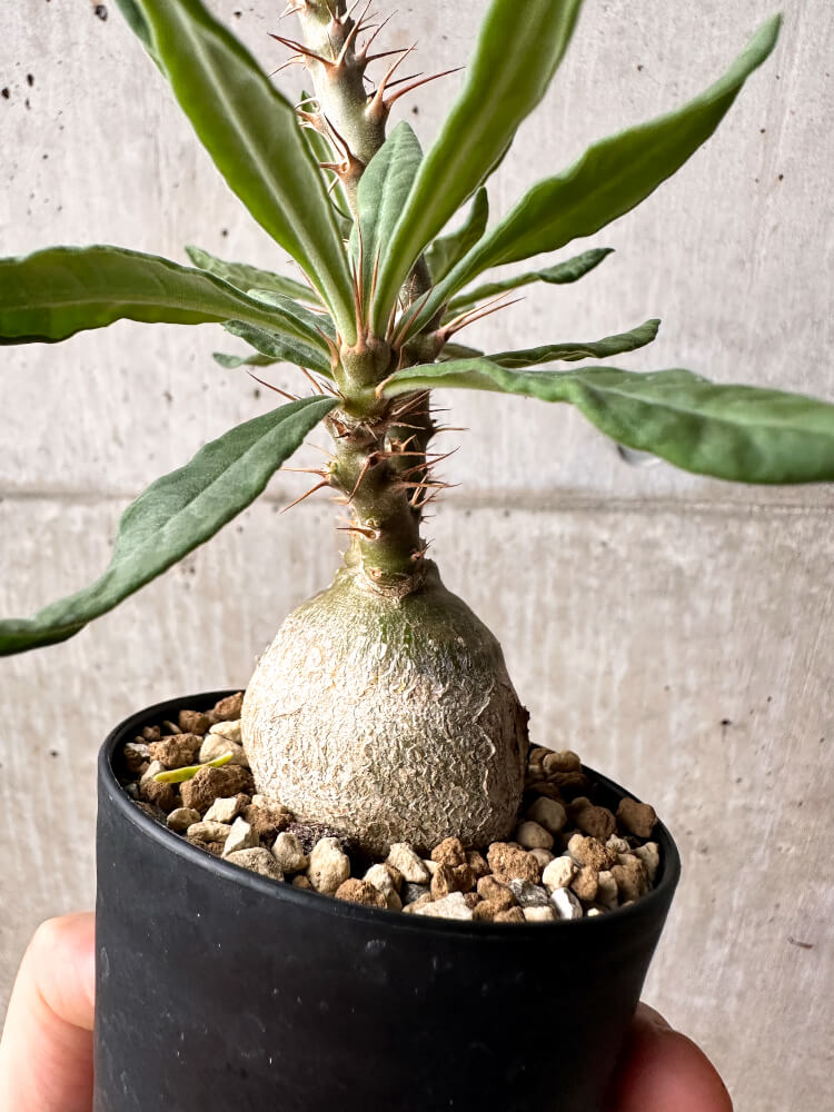 【現品限り】パキポディウム・サキュレンタム 実生【F49】 Pachypodium succulentum