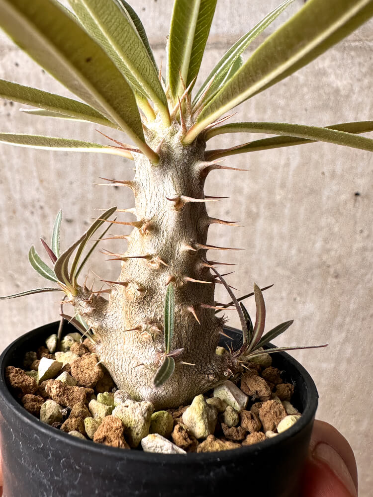 【現品限り】パキポディウム・カクチペス【F4】 Pachypodium cactipes