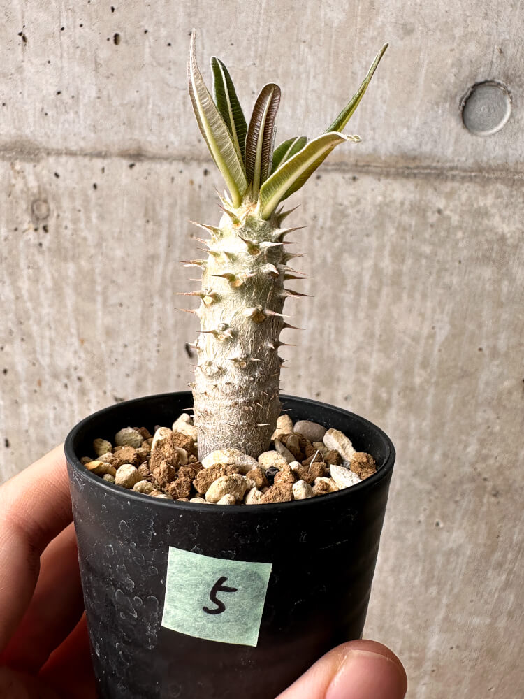 現品限り】パキポディウム・カクチペス【F5】 Pachypodium cactipes