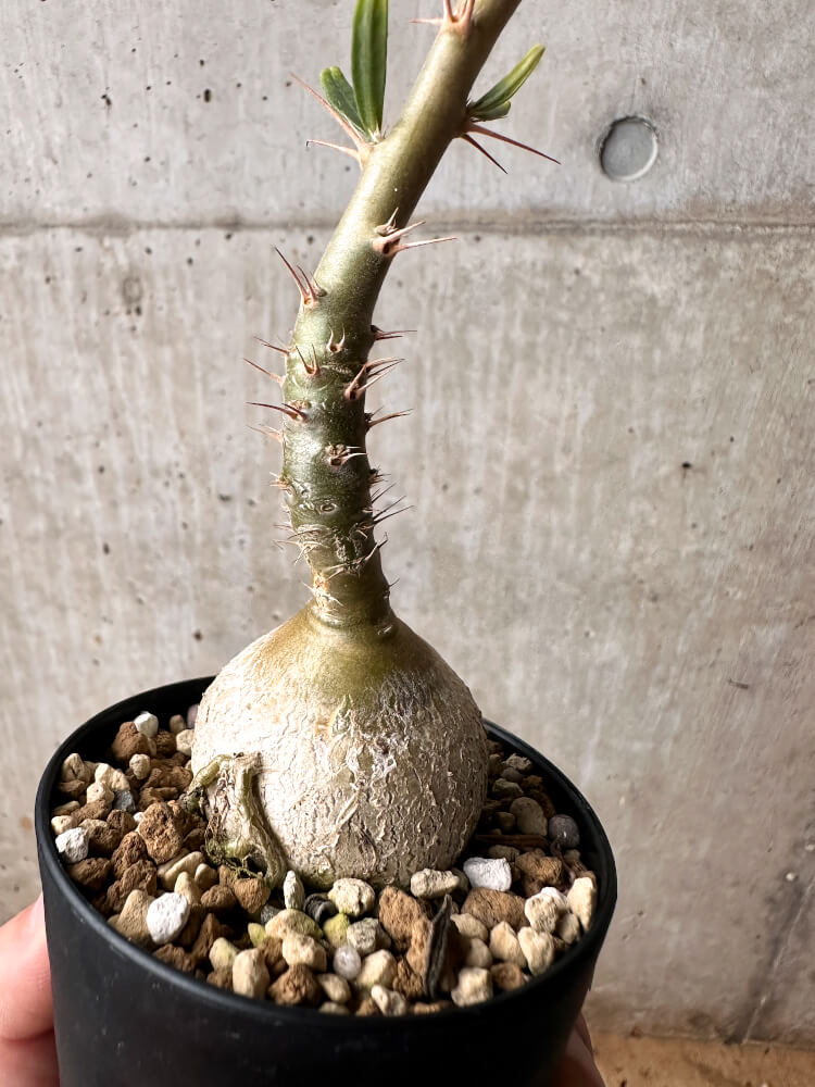 【現品限り】パキポディウム・サキュレンタム 実生【F50】 Pachypodium succulentum
