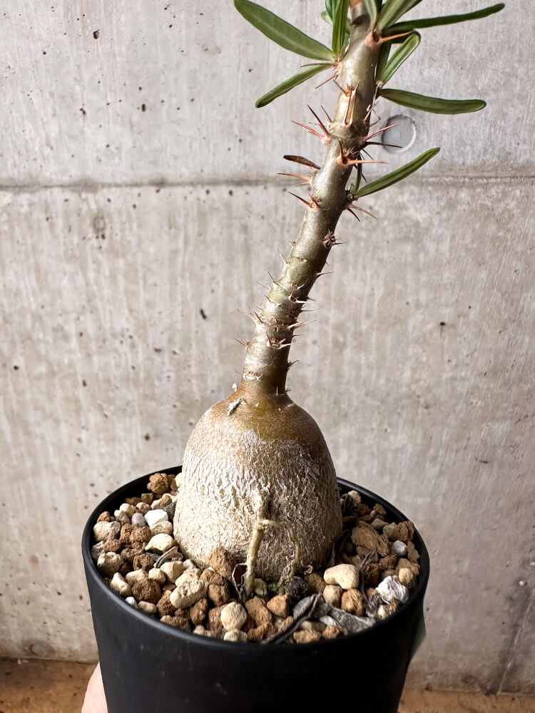 【現品限り】パキポディウム・サキュレンタム 実生【F51】 Pachypodium succulentum