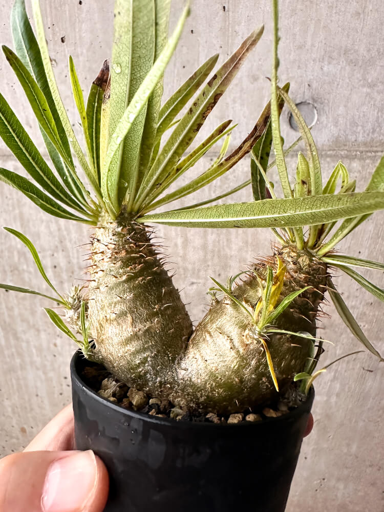【現品限り】パキポディウム・グラキリス コレクション 実生【F53】 Pachypodium gracilius