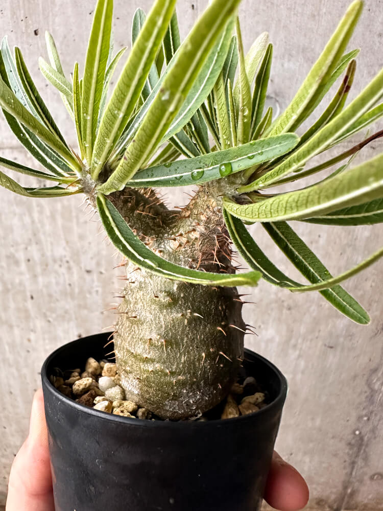 【現品限り】パキポディウム・グラキリス コレクション 実生【F54】 Pachypodium gracilius