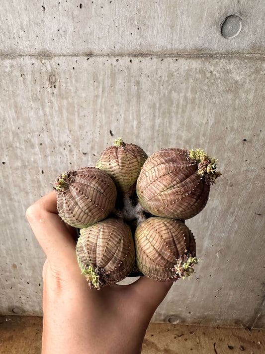 【現品限り】ユーフォルビア・オベサ 多頭【F57】 Euphorbia obesa