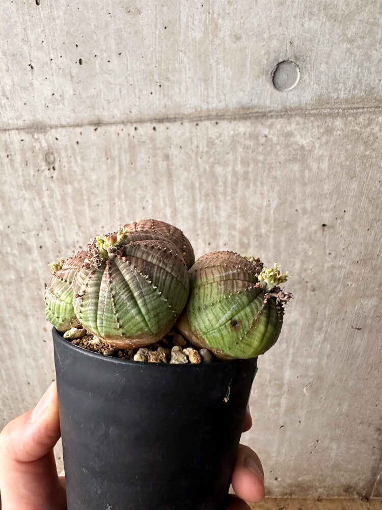 【現品限り】ユーフォルビア・オベサ 多頭【F57】 Euphorbia obesa
