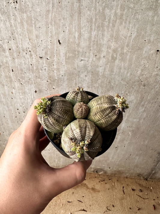 【現品限り】ユーフォルビア・オベサ 多頭【F58】 Euphorbia obesa