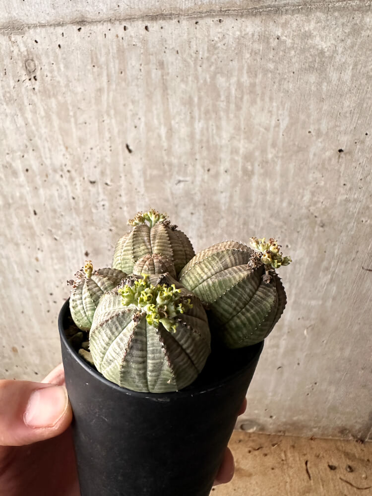 【現品限り】ユーフォルビア・オベサ 多頭【F58】 Euphorbia obesa