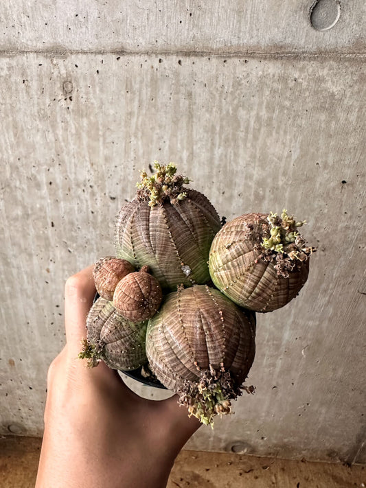 【現品限り】ユーフォルビア・オベサ 多頭【F59】 Euphorbia obesa
